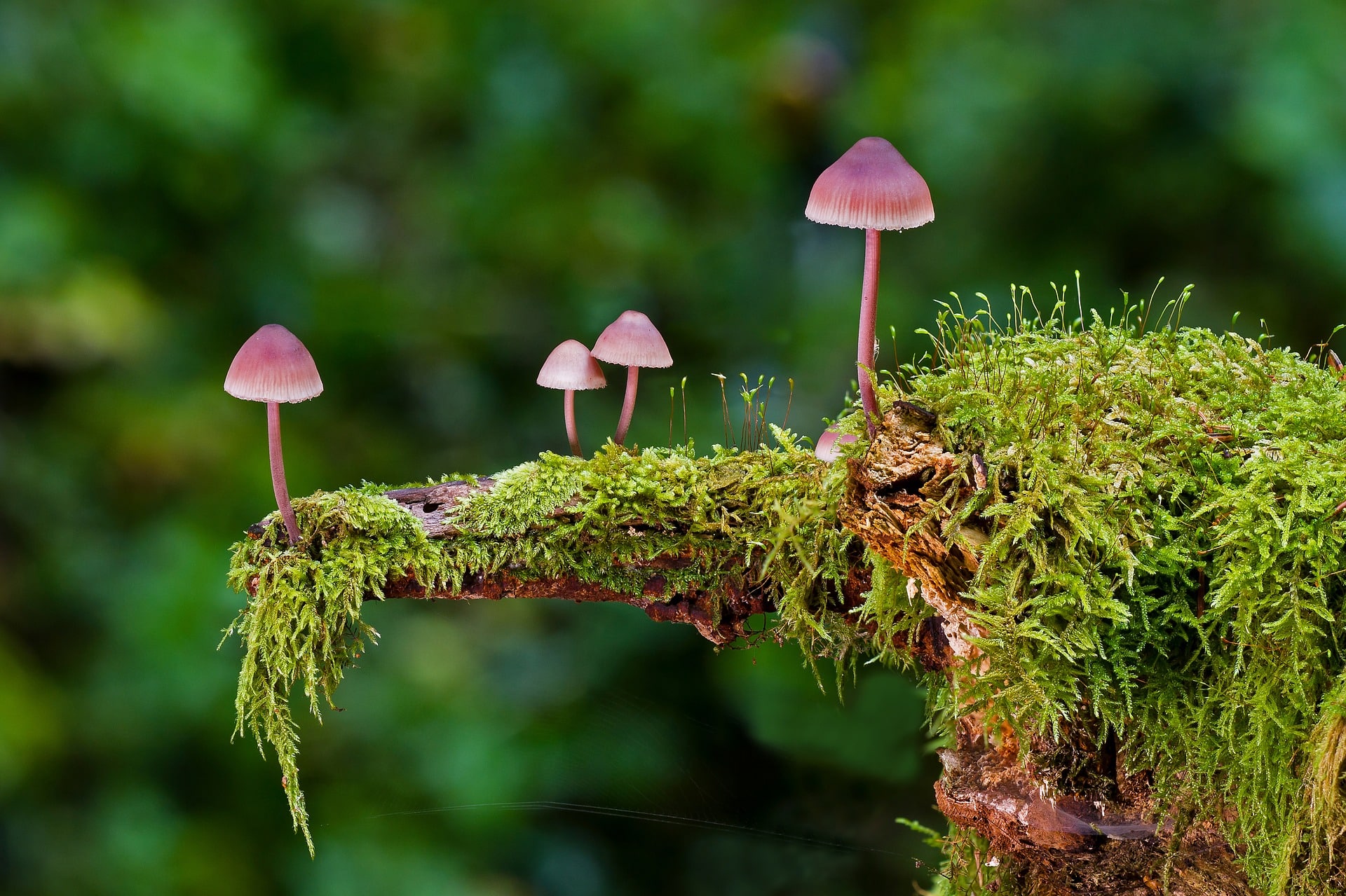 Definici N De Reino Fungi Su Origen Caracter Sticas E Importancia