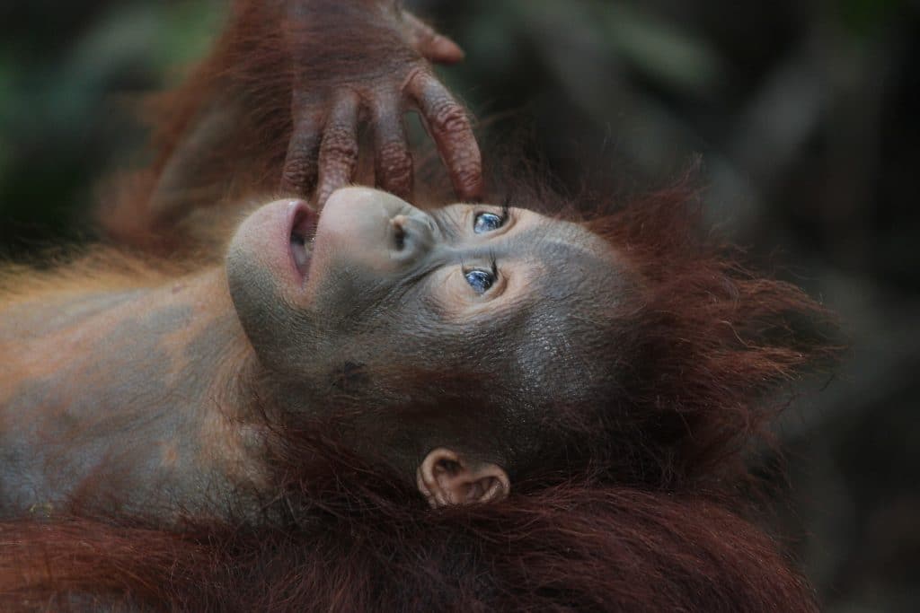 Mamífero orangután