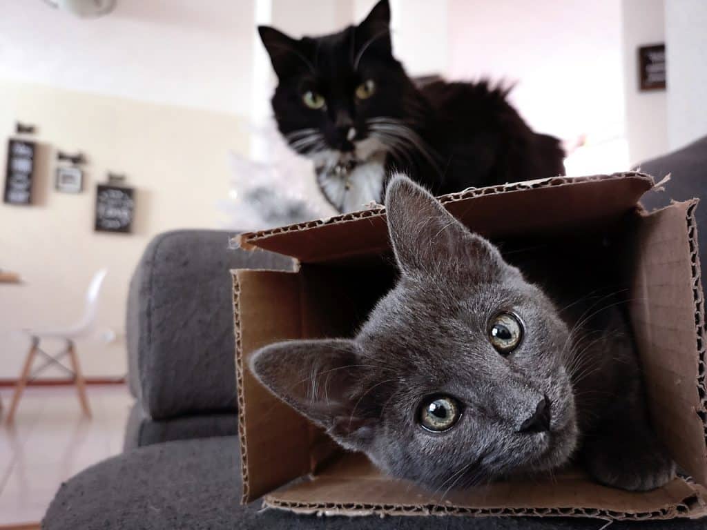 Gatito caja gatito celoso