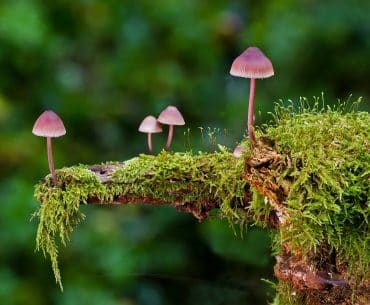 Reino Fungi hongos