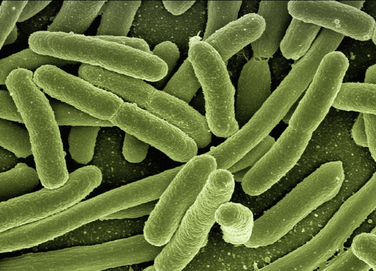 Bacteria Escherichia coli.