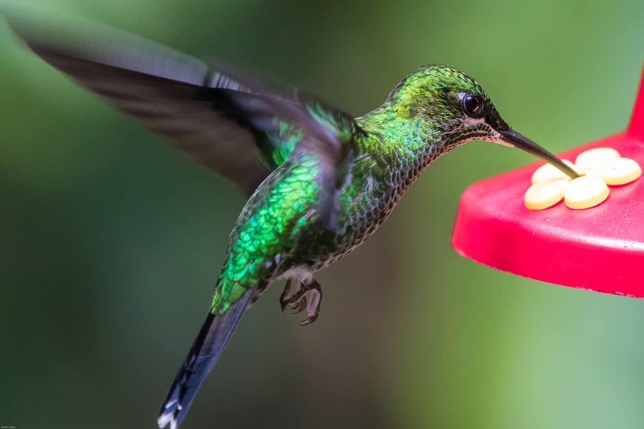El ritmo del aleteo de un colibrí.