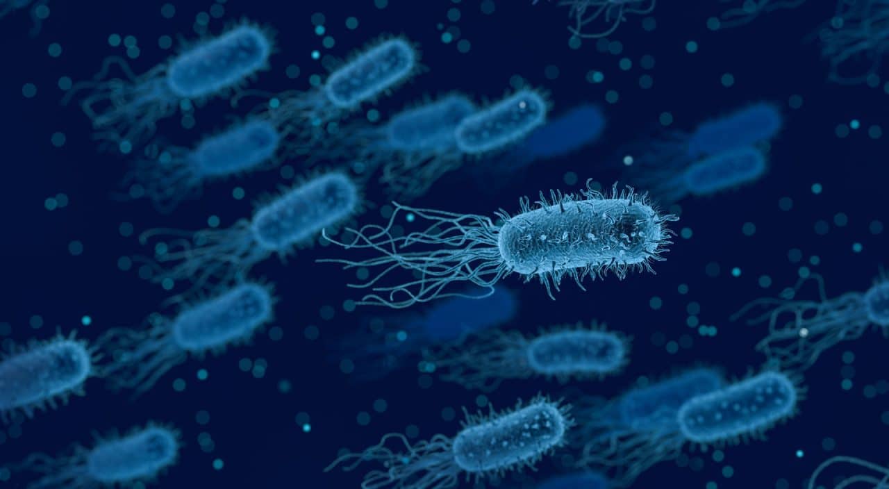 Bacterias, formas de vida microscópica. 