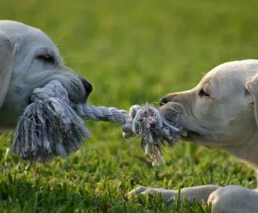 Perros tira y afloja