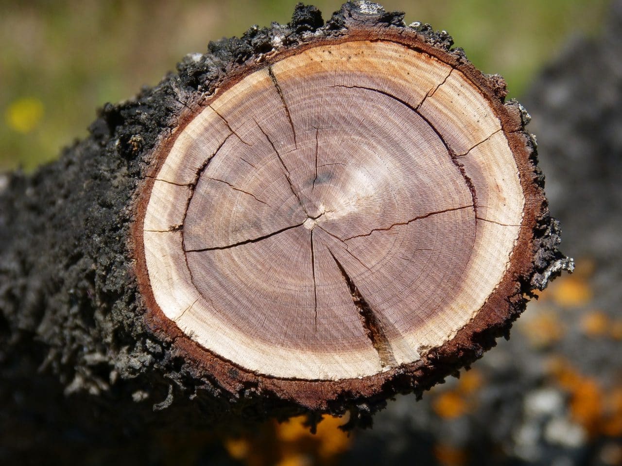 Corte transversal de un tronco. 