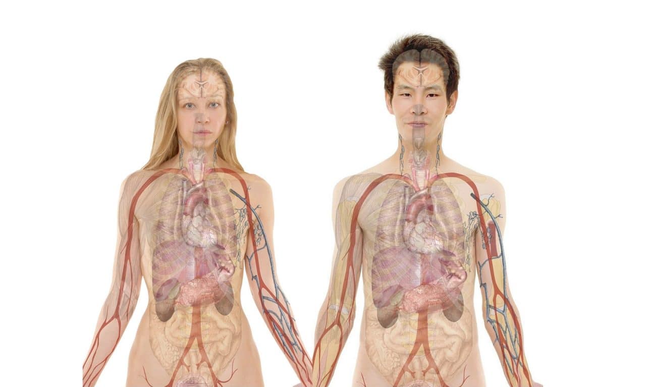 Anatomía, estructura interna del cuerpo humano. 