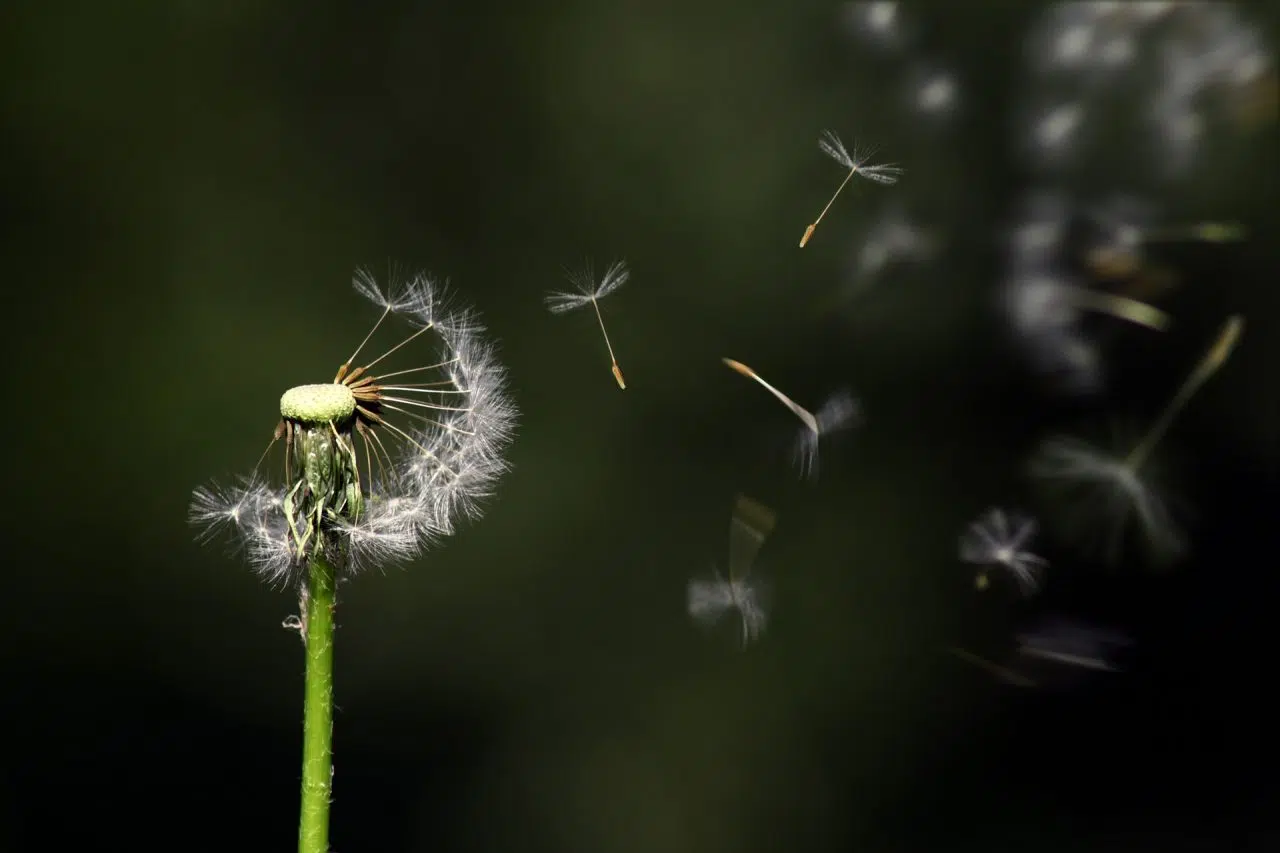 ciencias biológicas vegetal 