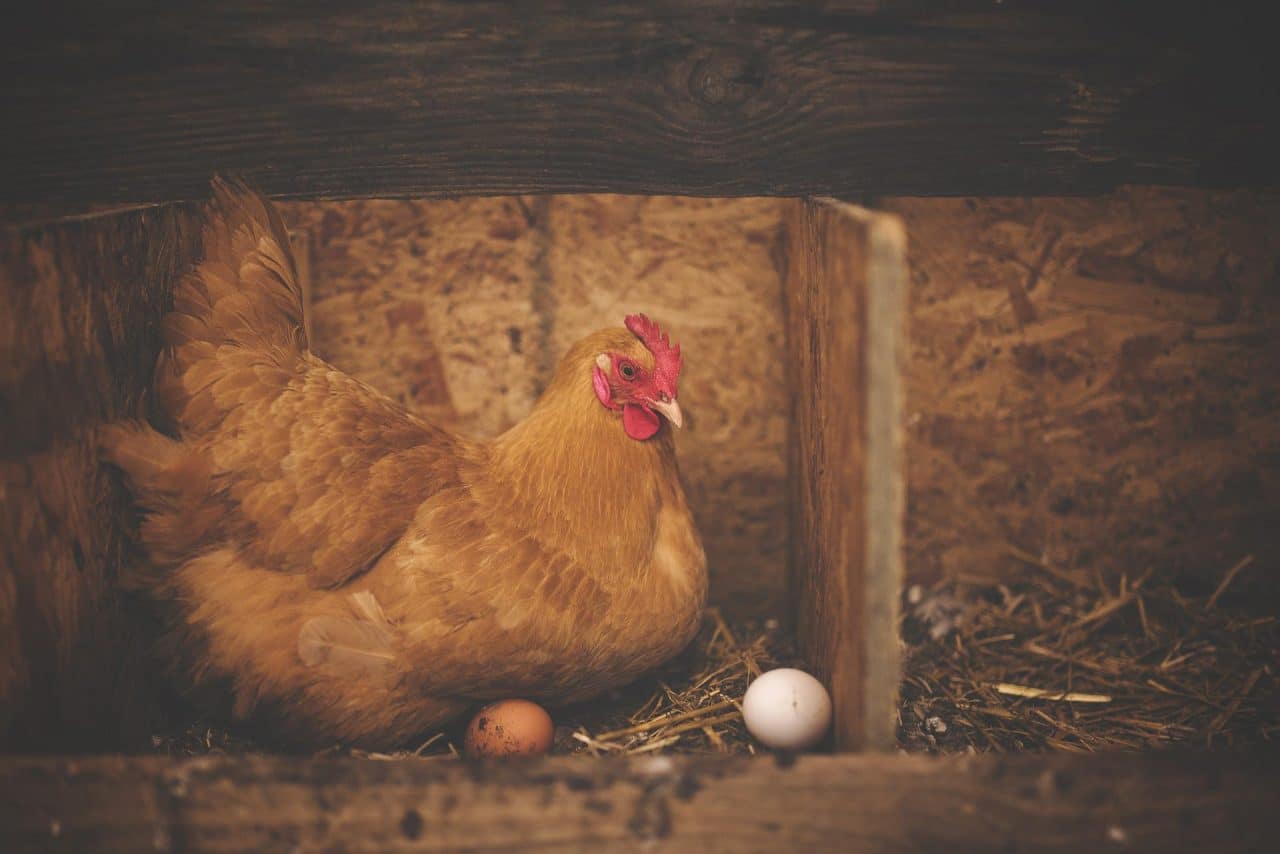 Paradoja del origen del huevo y la gallina. 