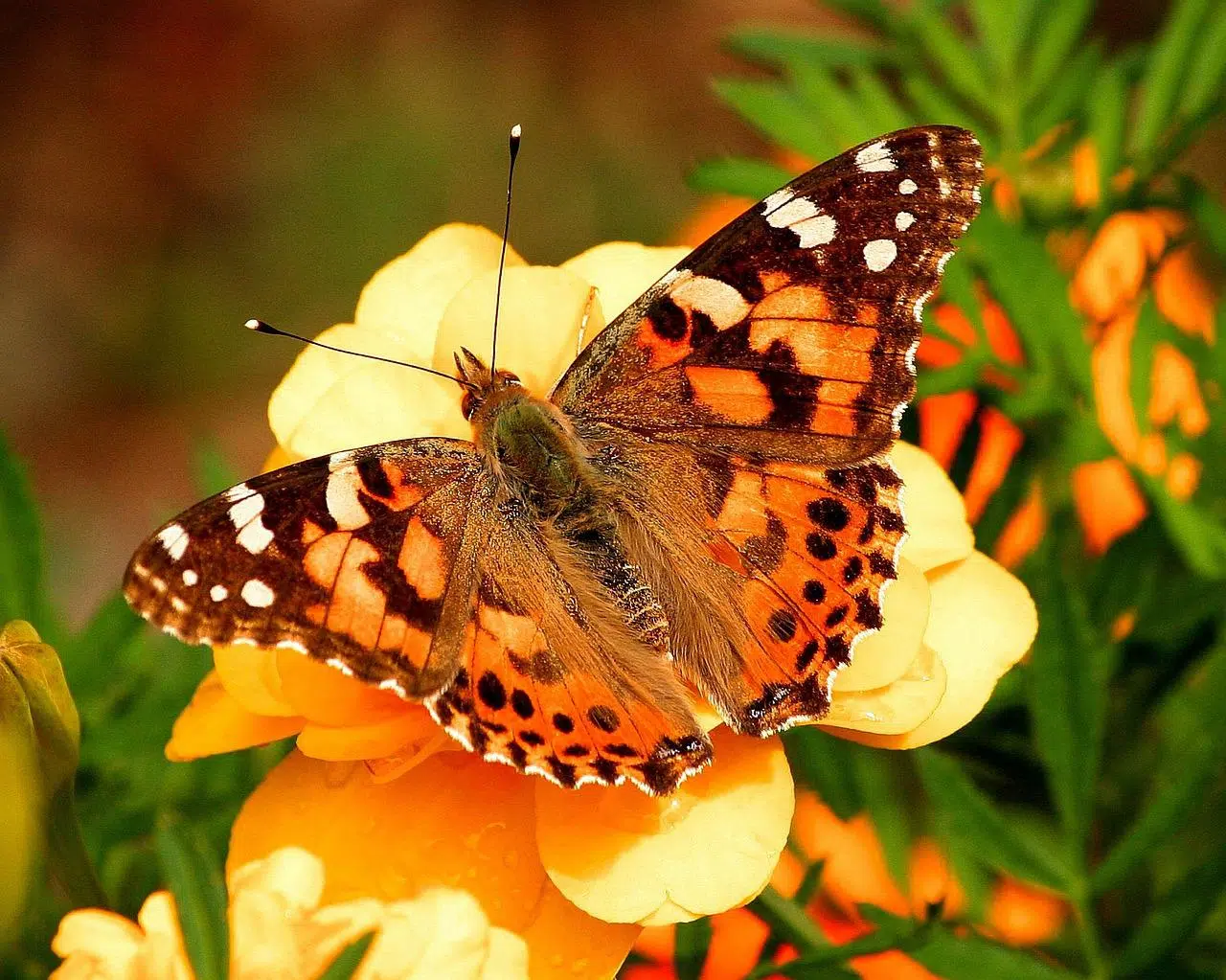 metamorfosis mariposa