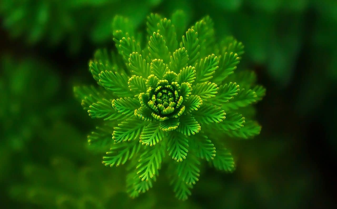 Clorofila, pigmento verde responsable de la fotosíntesis. 