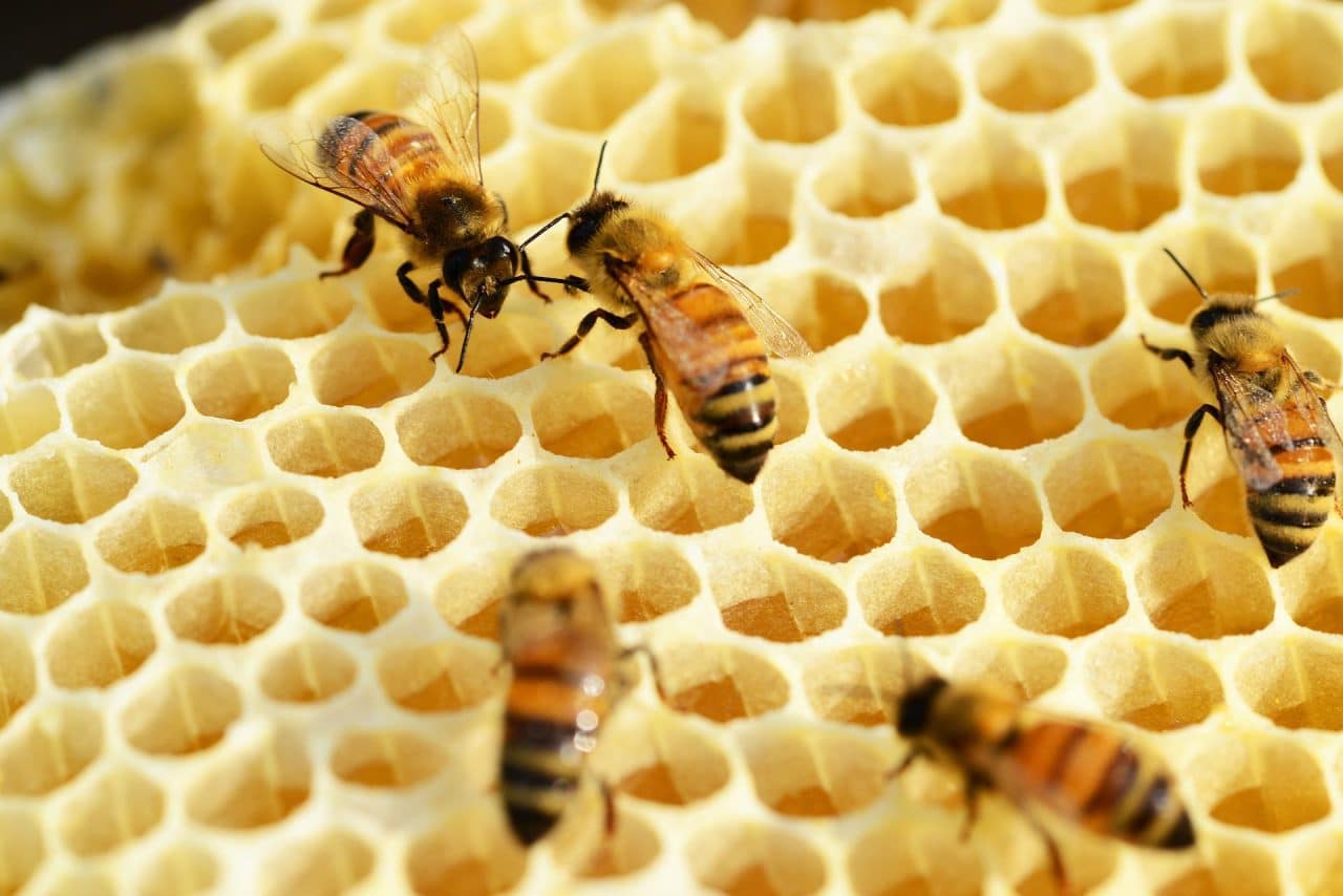 Panal de abejas, sistema natural. 