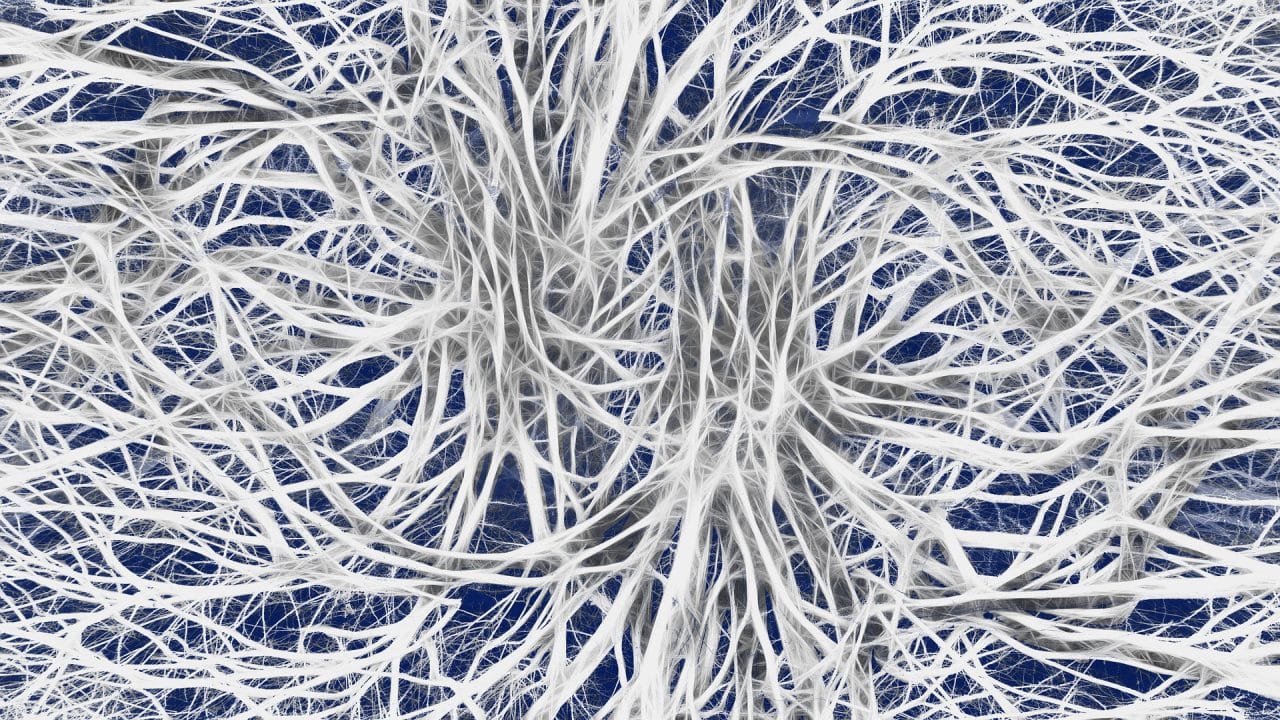 Los nervios se asemejan a cordones blanquecinos. 