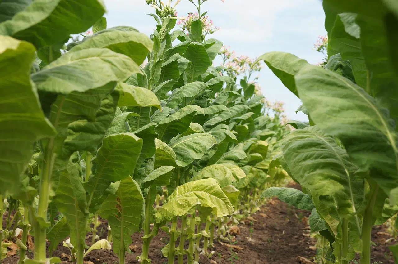 Planta de tabaco