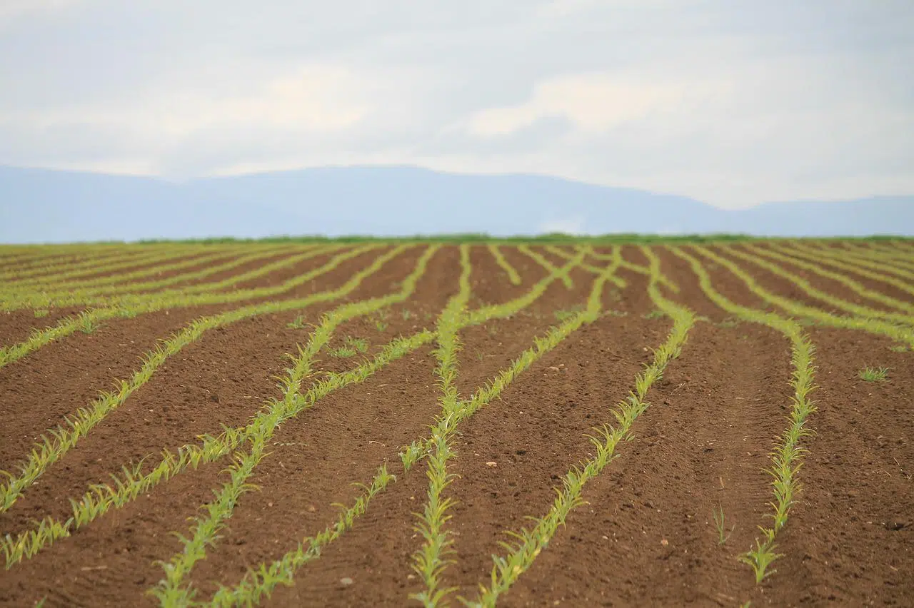 Capitalismo agricultura obreros explotación