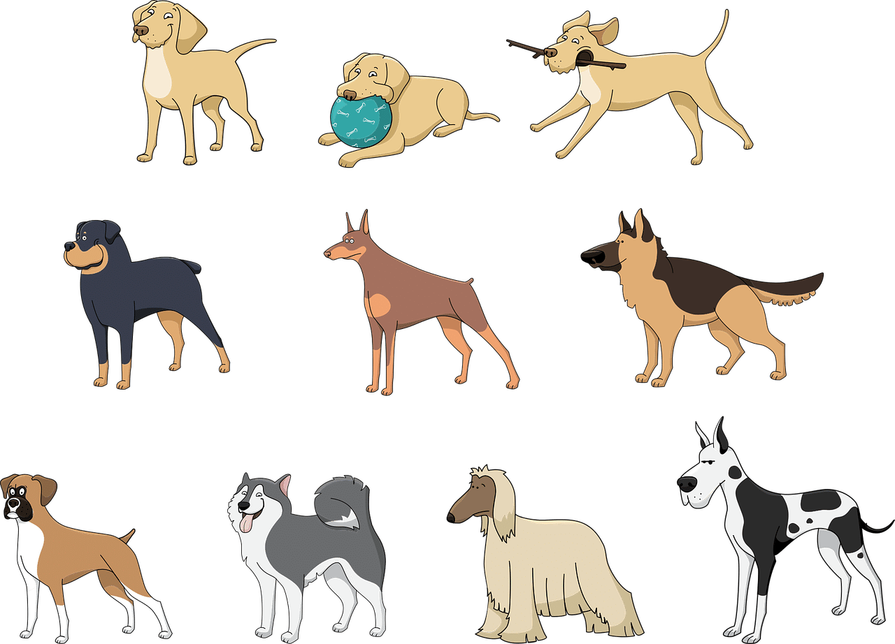Perros especie razas