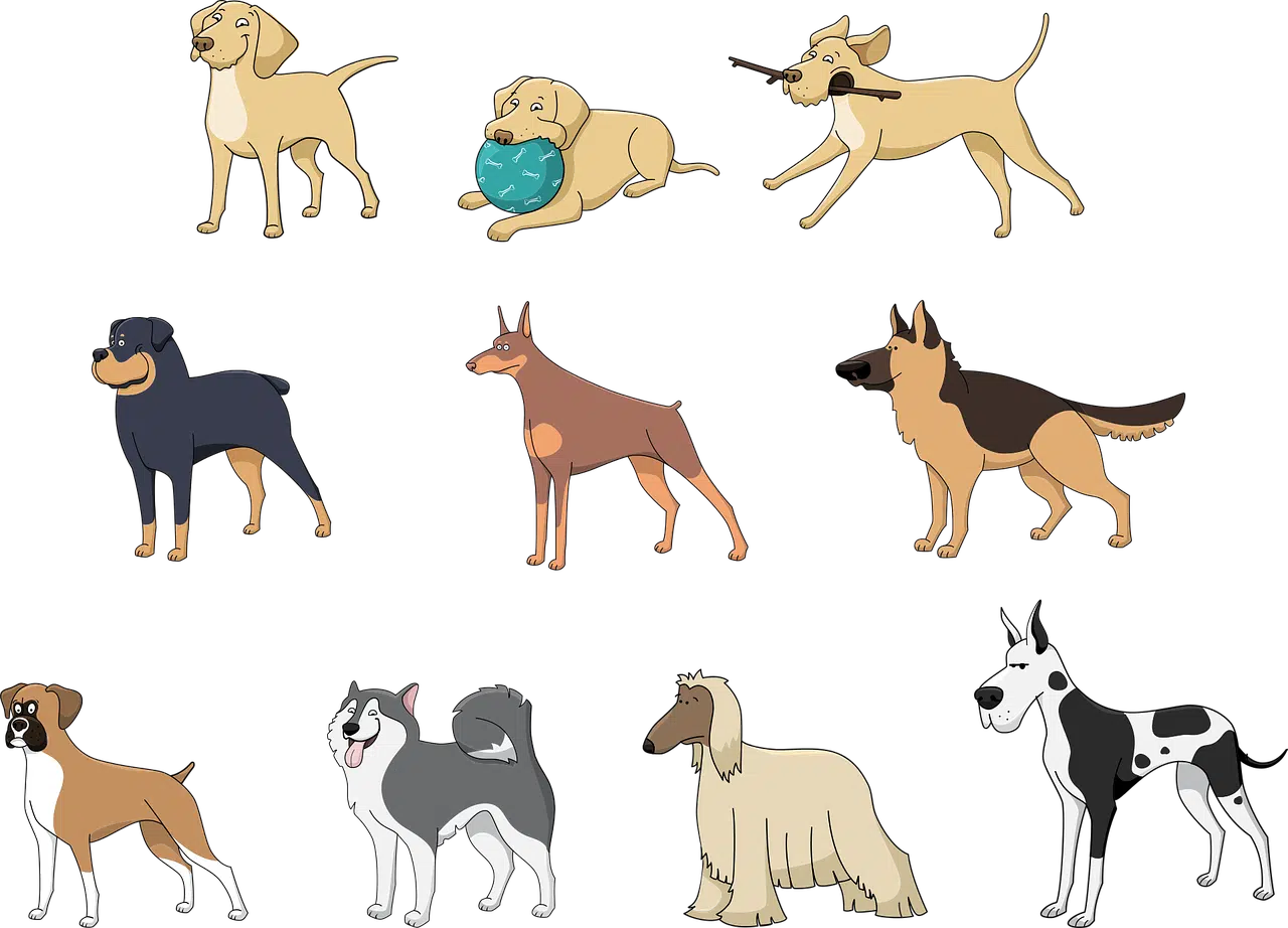 Perros especie razas