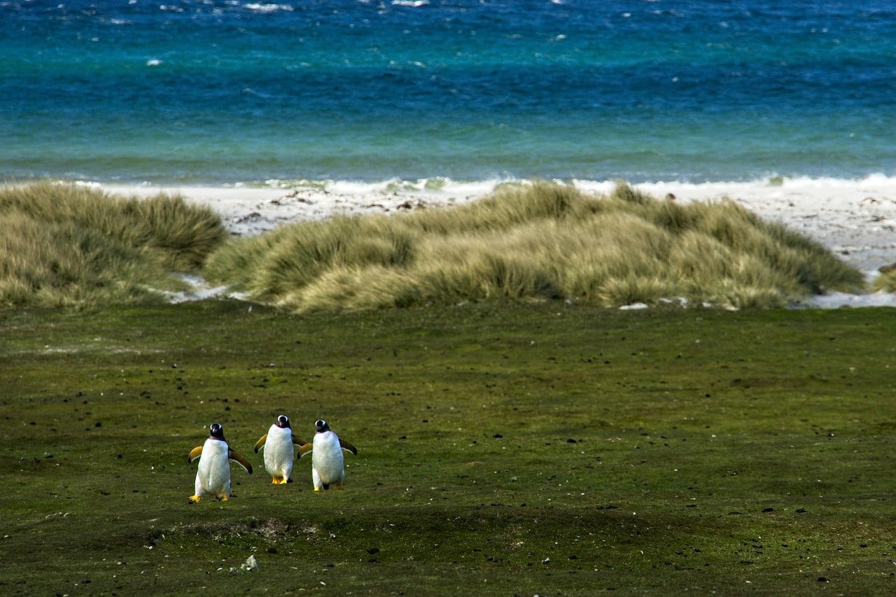 Malvinas, Argentina, superficie territorial. 