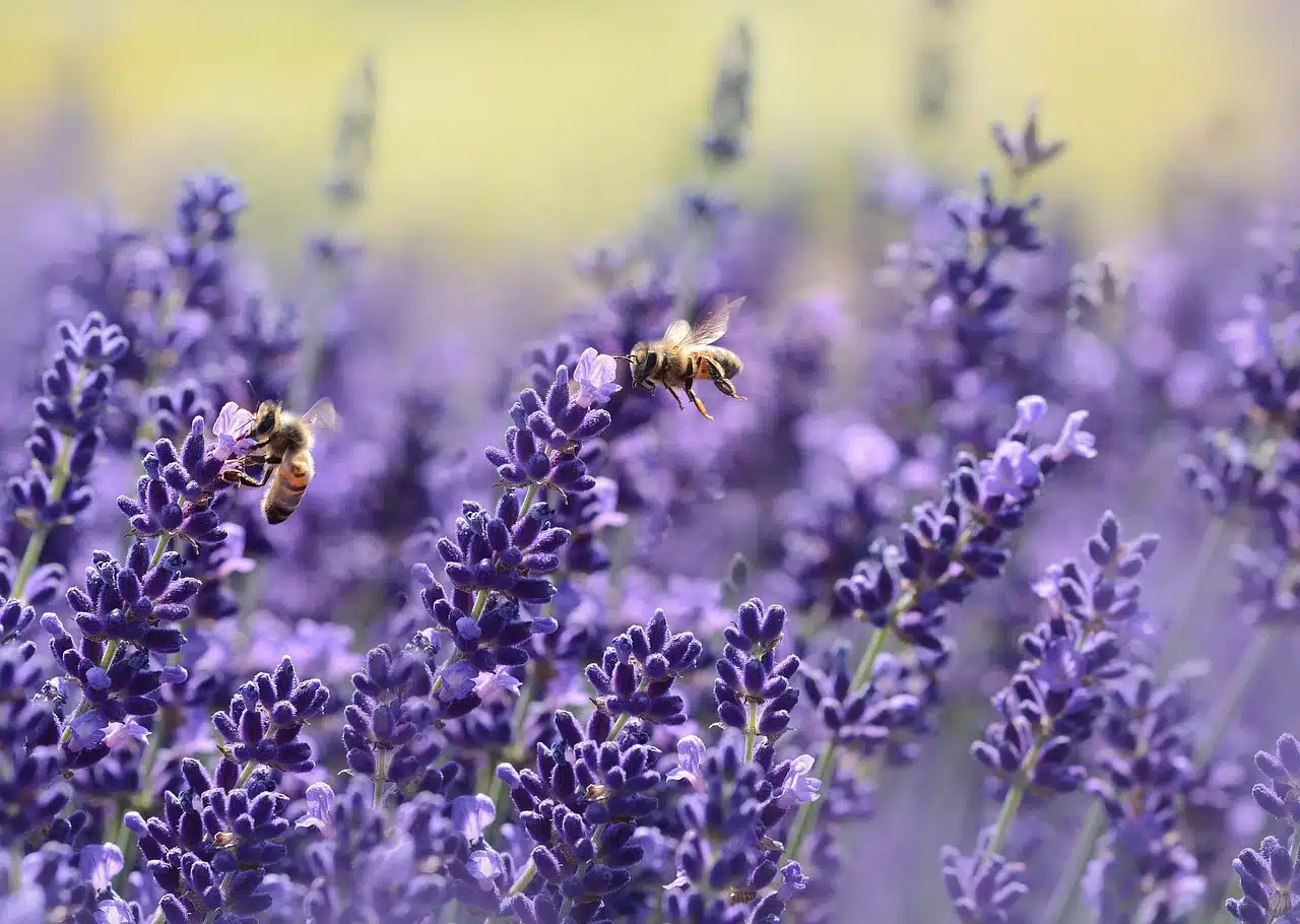 Castas, abejas