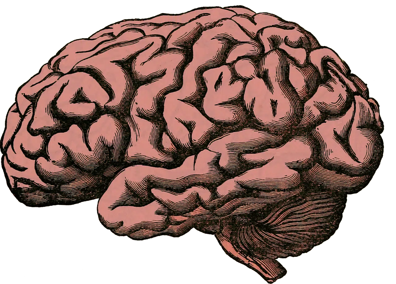 cerebro reduccionismo